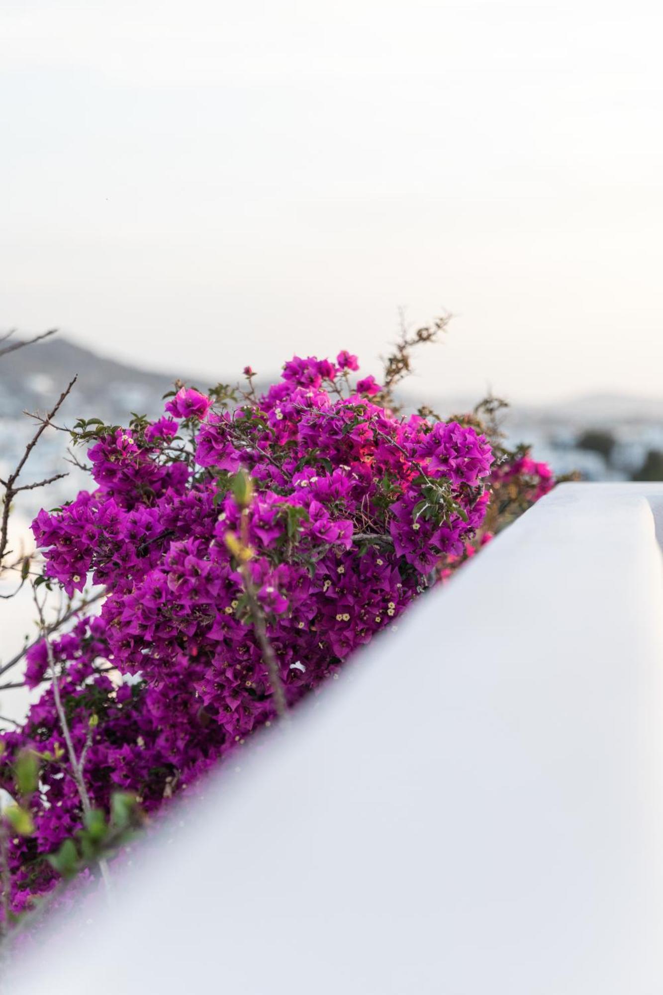 Callisti With Pool View And Calypso Upper Floor With Sea View Апартаменты *